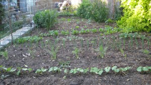 Main Bed in May