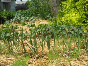 Main bed in June