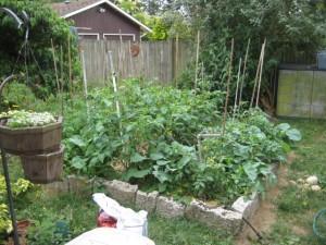 Tomato Bed July 23rd