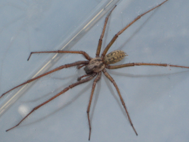 bbspider