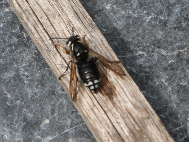 wasp