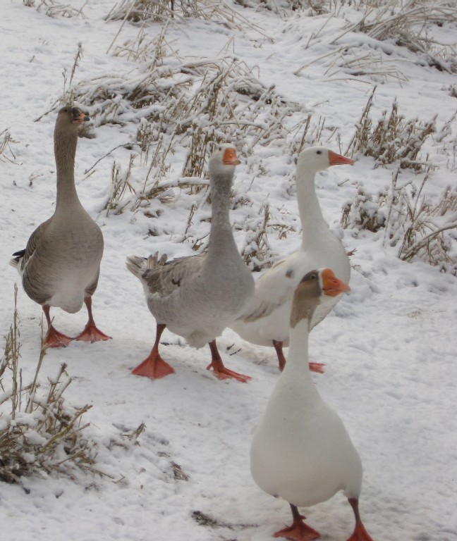 geese