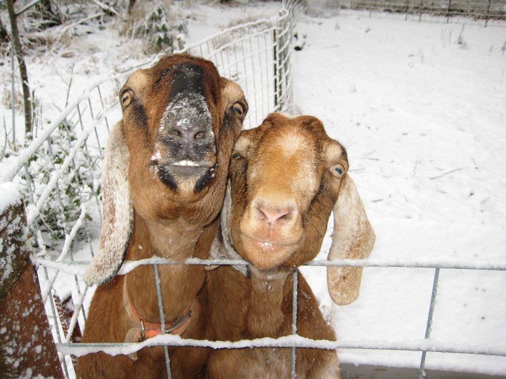 goats