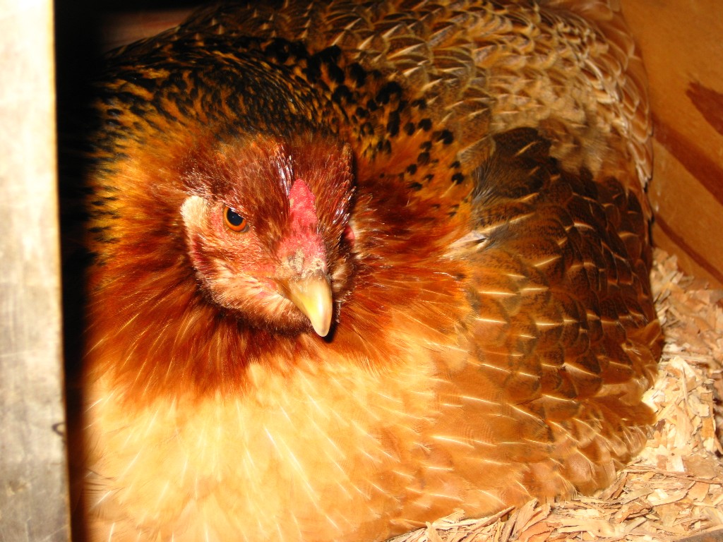 broody
