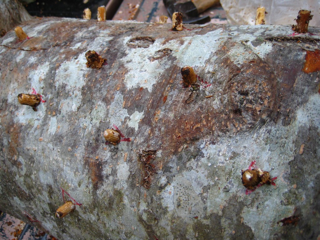 plugged-log