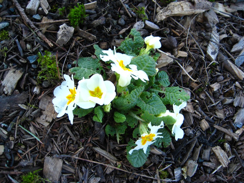 primrose