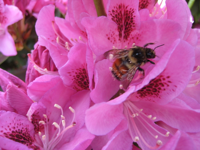 rhodybee