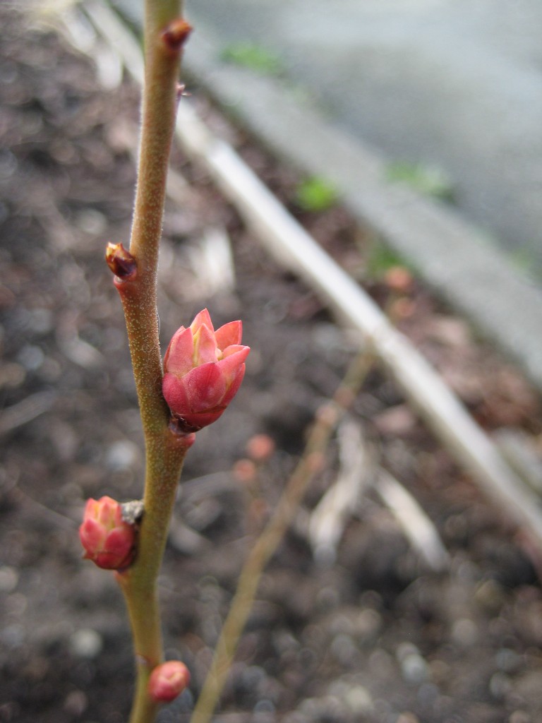 blubud