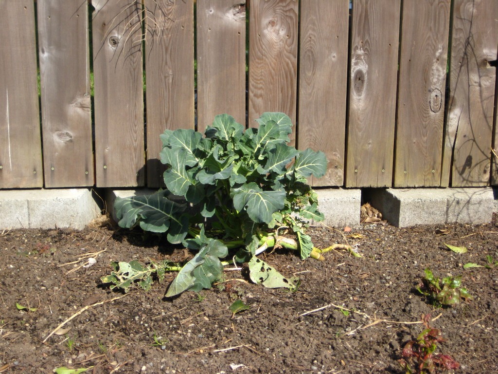 broccoli