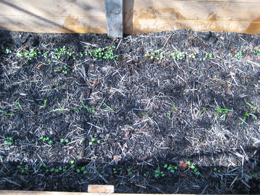 cold-frame