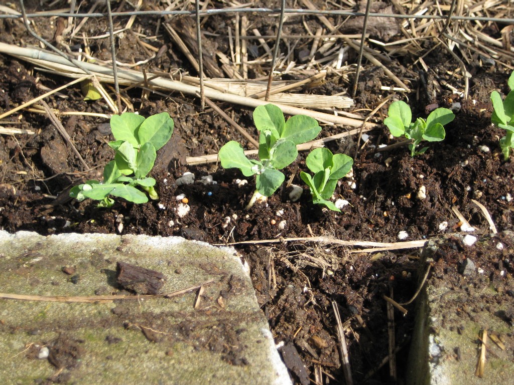 coldframe-peas