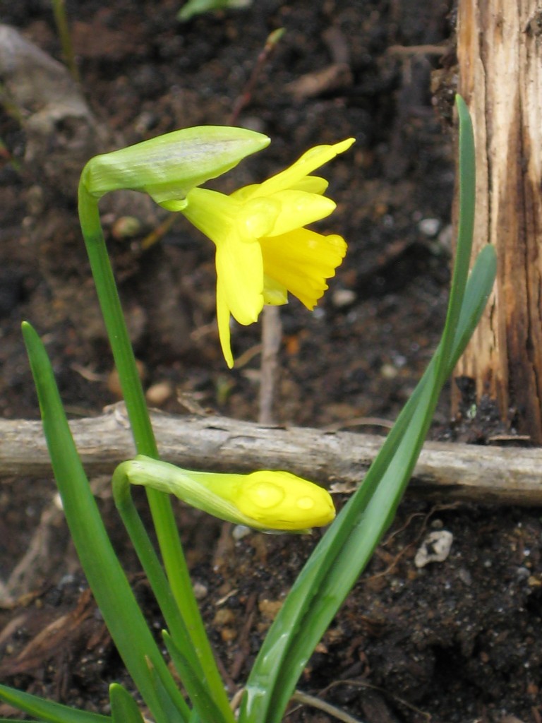 daffodil