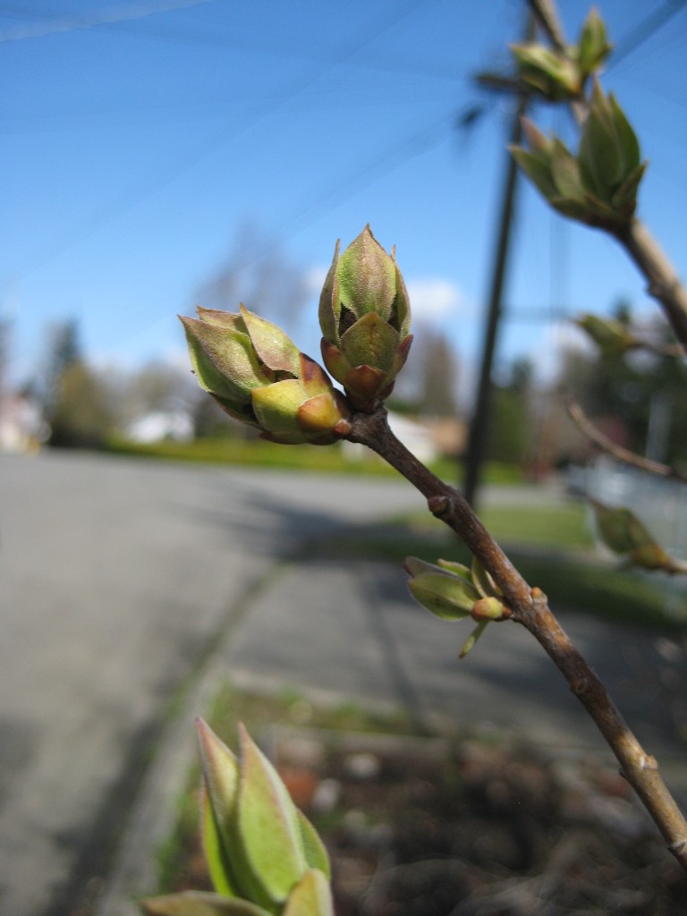 lilac-bud-no-flower