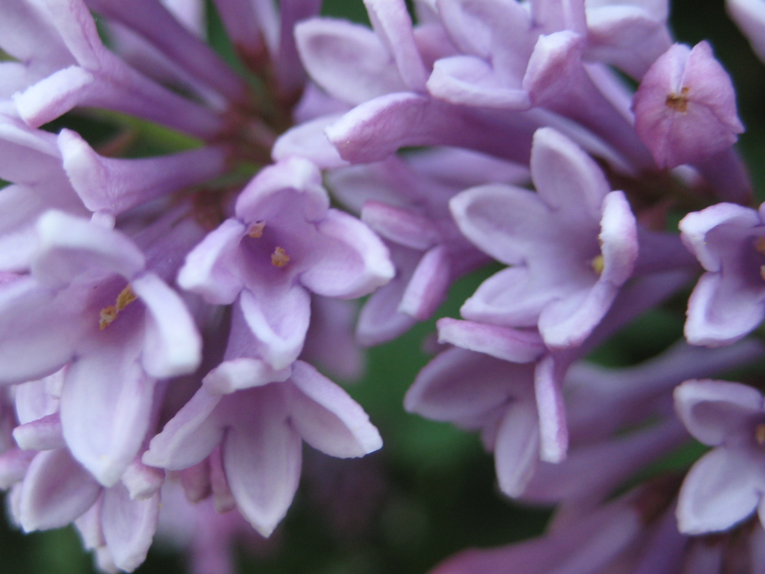 lilac