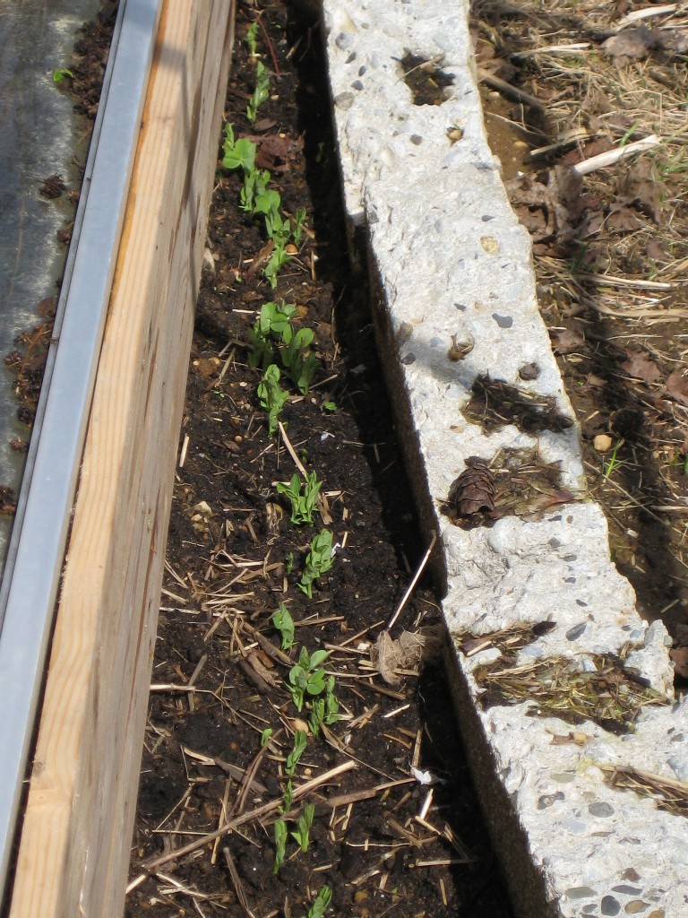 outside-peas