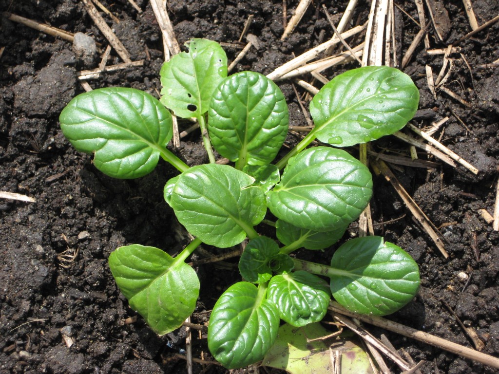 pac-choi