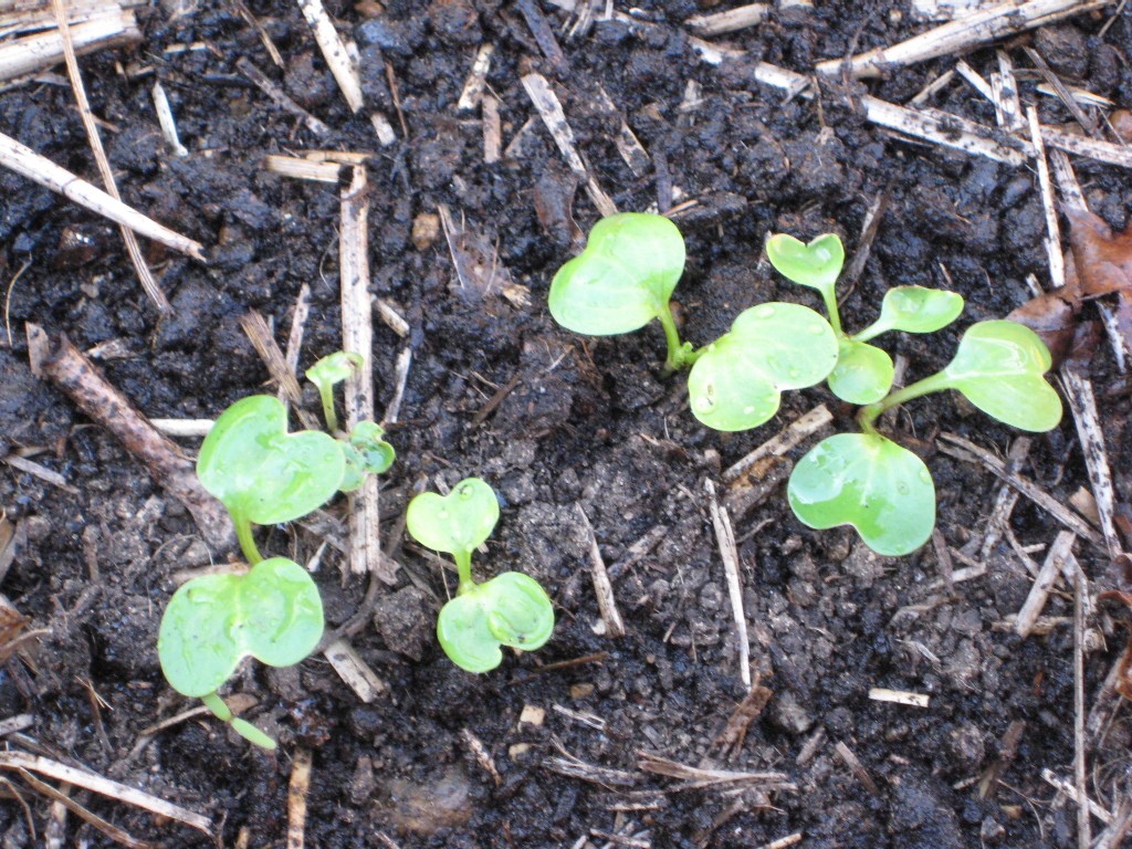 radish