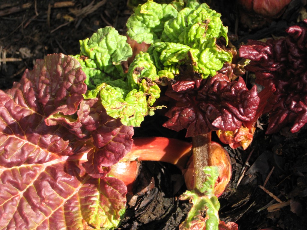 rhubarb