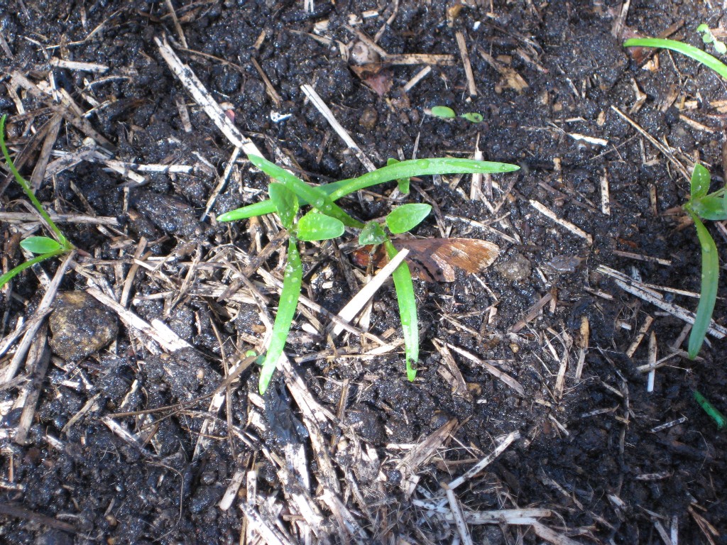 spinach