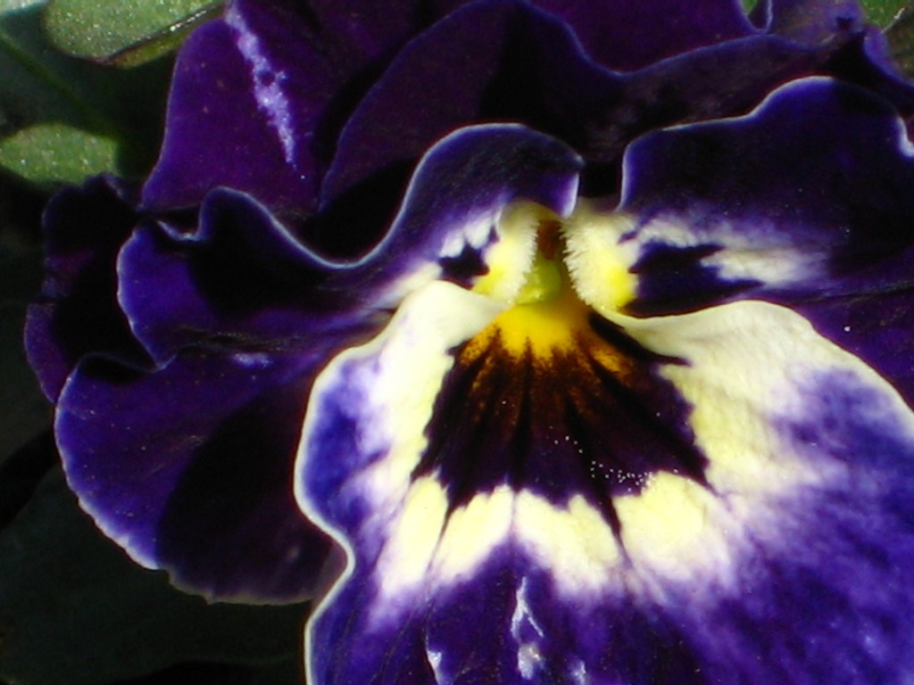 viola