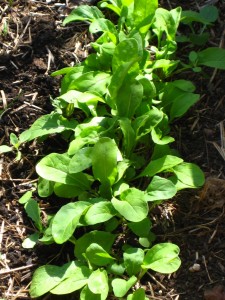 arugula