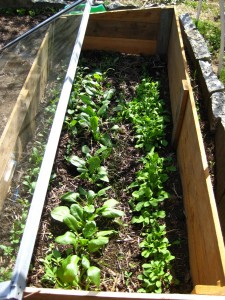 cold-frame