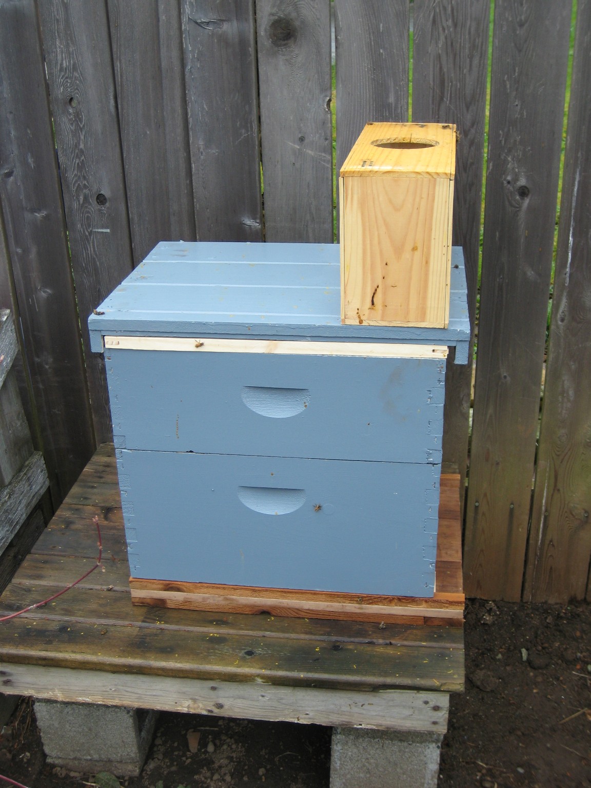 hive