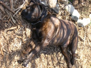 sunnap