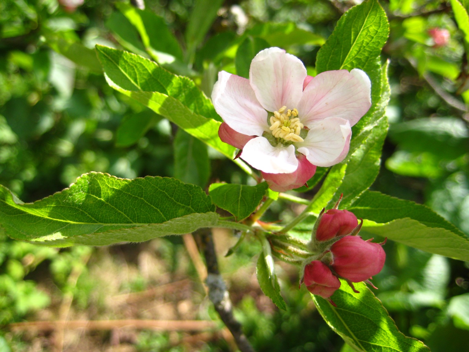 apple-blossom