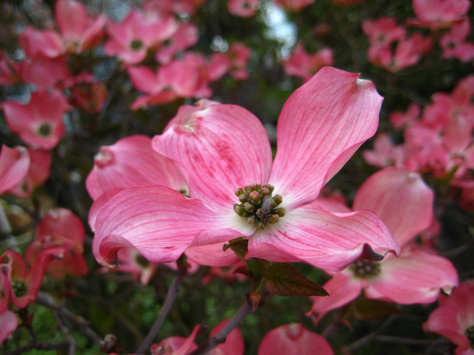 dogwood