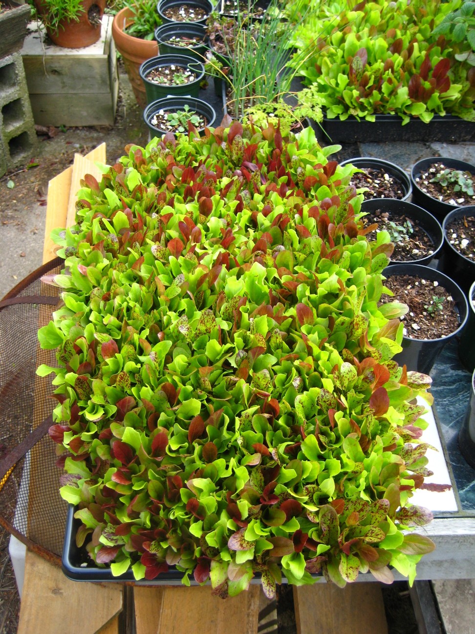 full-tray