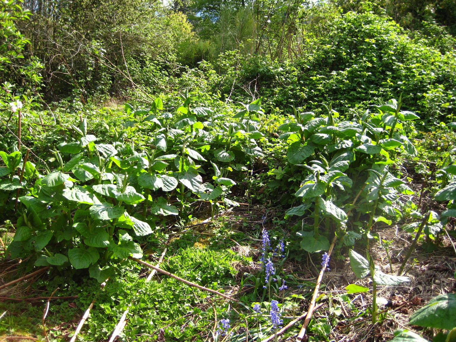 garden-beds
