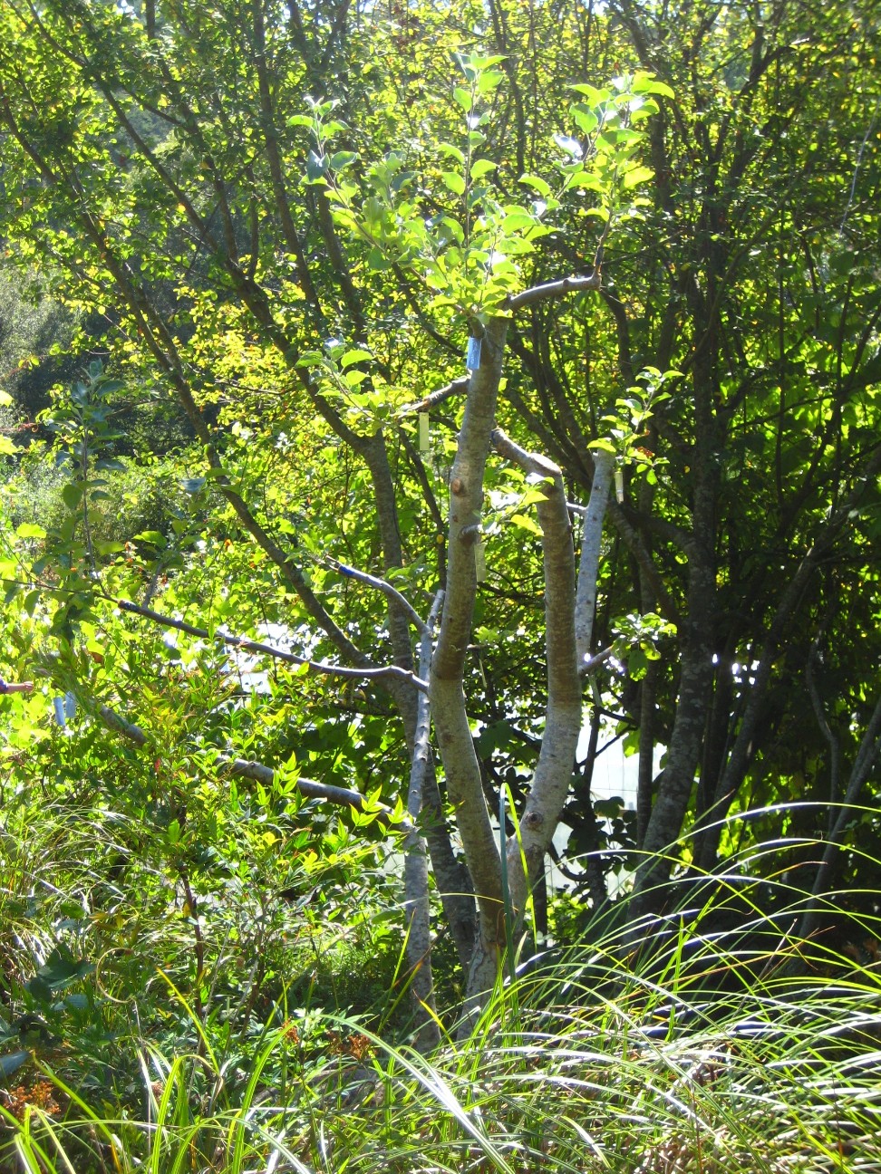 grafted-tree