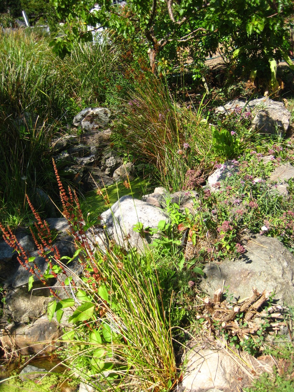 greywater-pool